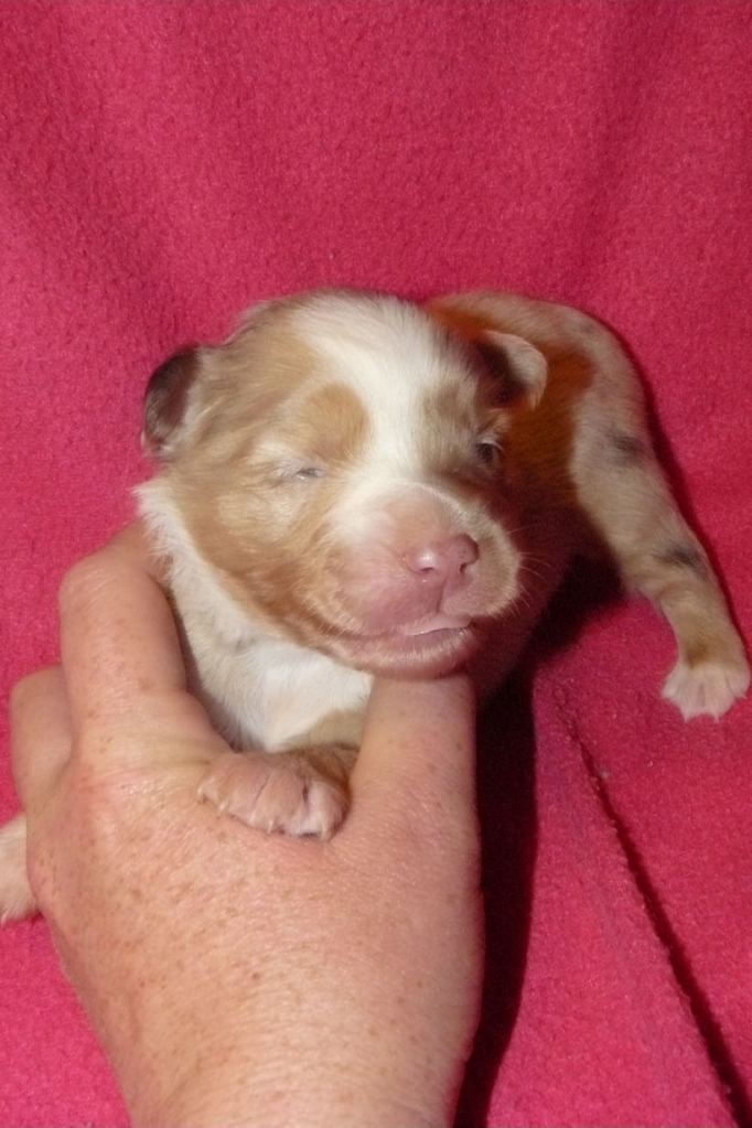 Red Merle Female Dixie at 12 days out of Piper