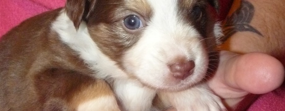 Shania, Piper 28 Days