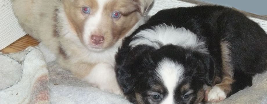 Dixie and Reba, Piper, 41 Days