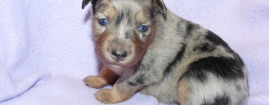 Lacey and Wyatt's Glimmer at 3 weeks