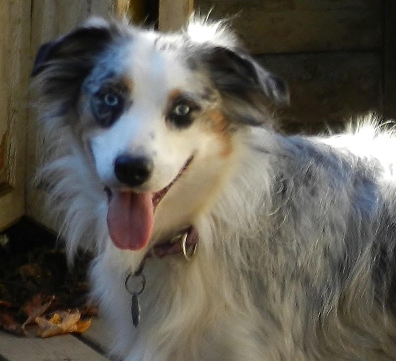 Timberlines Flash of Bling