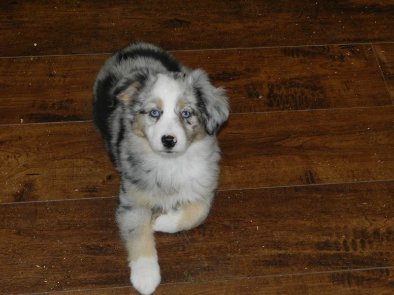 Lexus Female Available