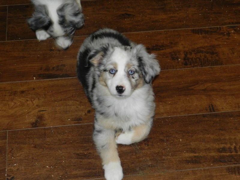 Lexus Female Available