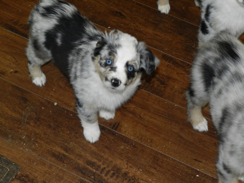 Viper Female Available