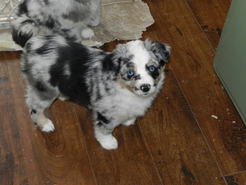 Viper Female Available