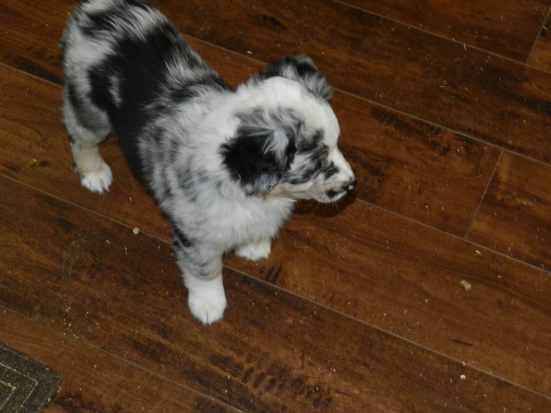 Viper Female Available