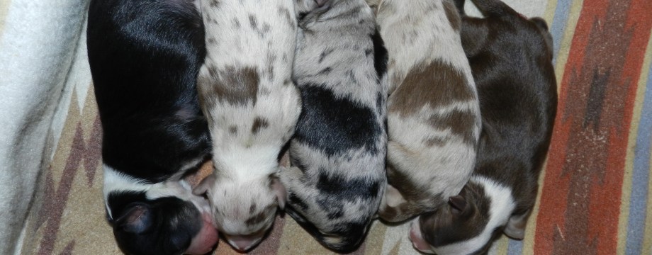 Echo's Pups
