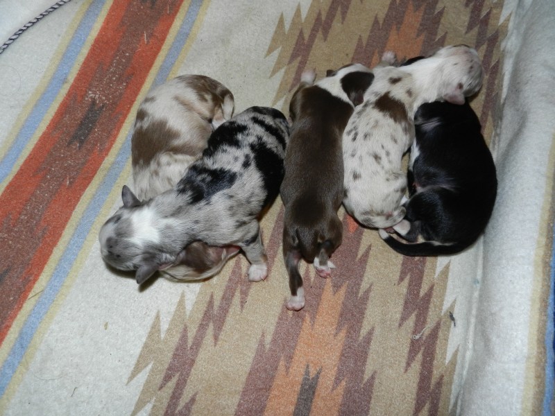Echo's Pups