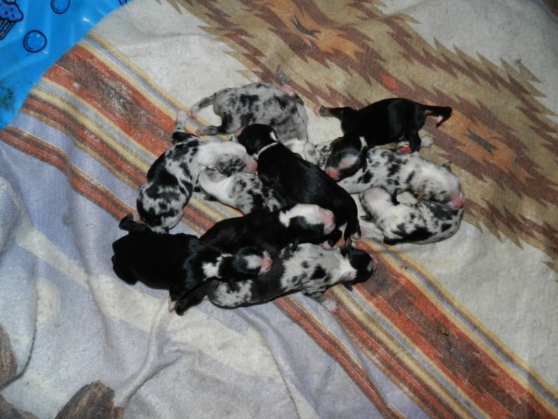 Laska's Pups