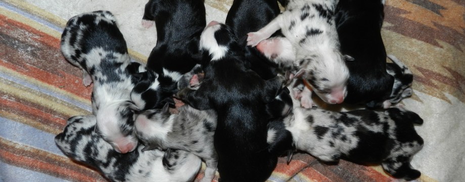 Laska's Pups