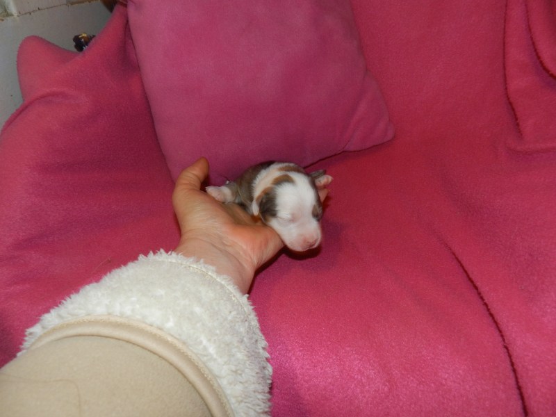 Bunny Blue Merle Female