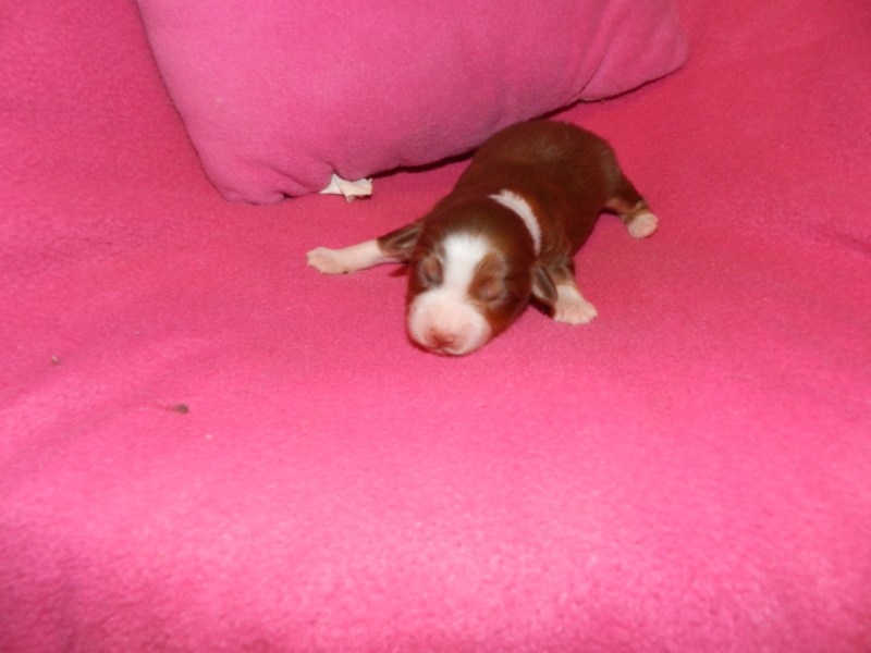 Candy Red Tri Female