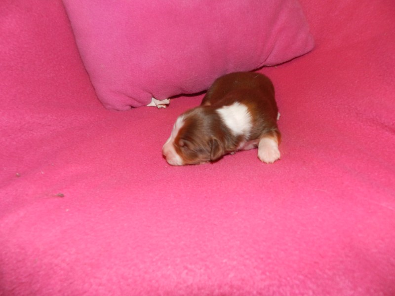 Candy Red Tri Female