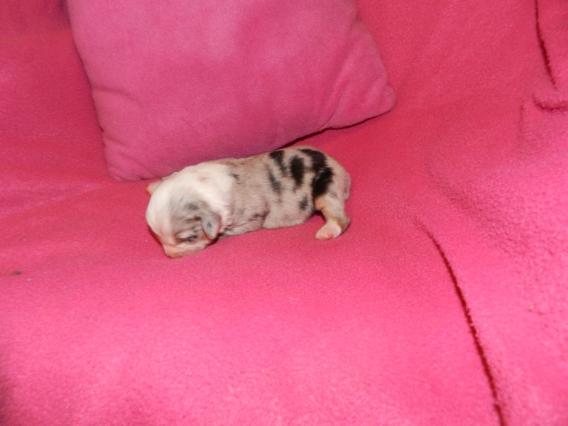 Easter Blue Merle Female