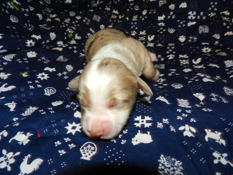 Peeps Red Merle Male