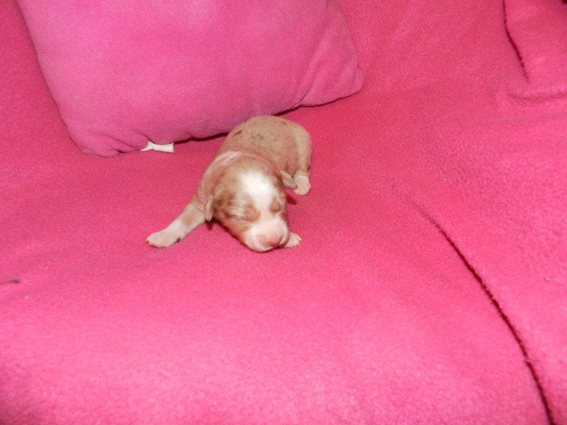 Sunday Red Merle Female