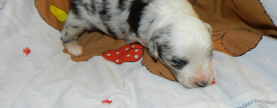 Bashful Blue Merle Male