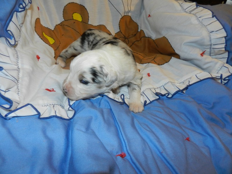 Bashful Blue Merle Male