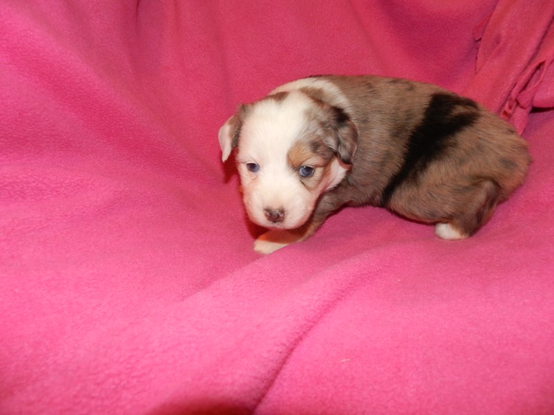 Bunny Blue Merle Female