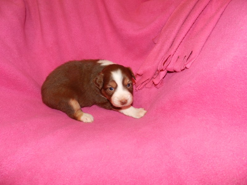 Candy Red Tri Female