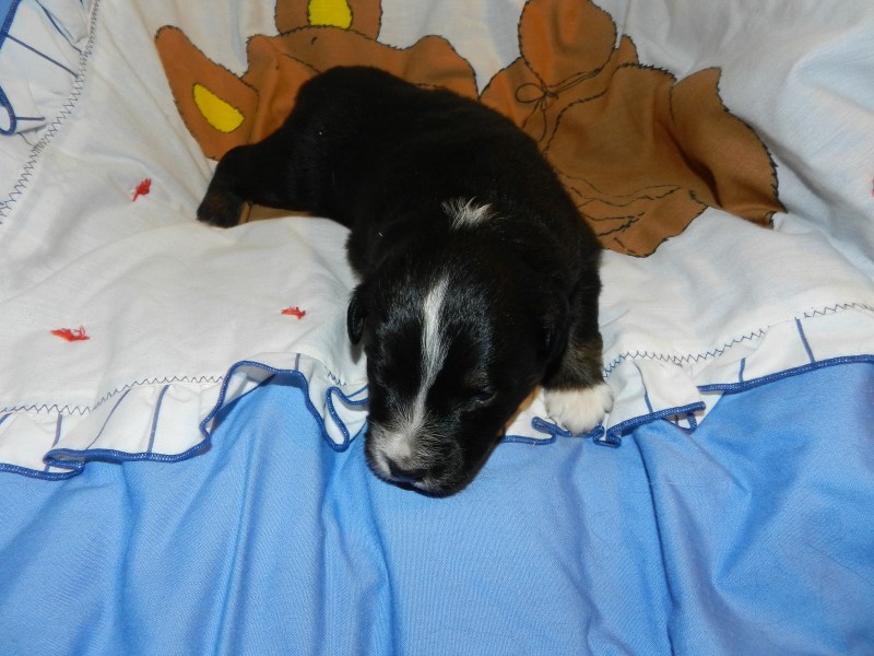 Dopey Black Tri Male