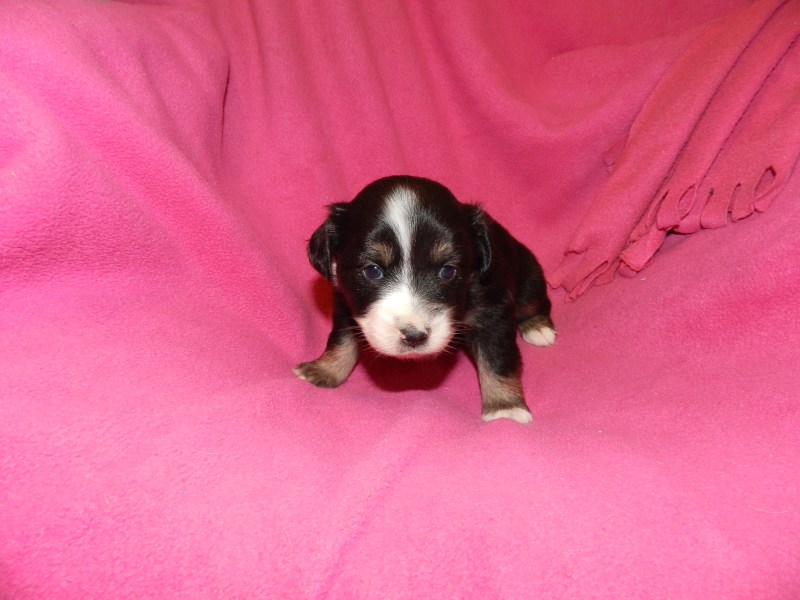 Ducky Black Tri Female