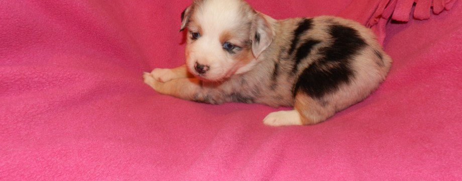 Easter Blue Merle Female