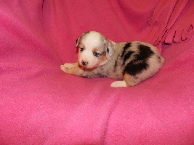 Easter Blue Merle Female