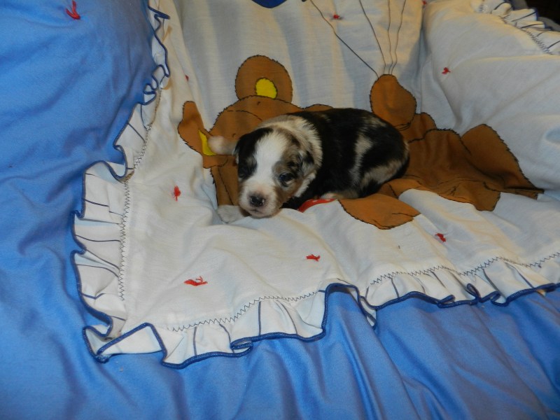 Grumpy Blue Merle Male