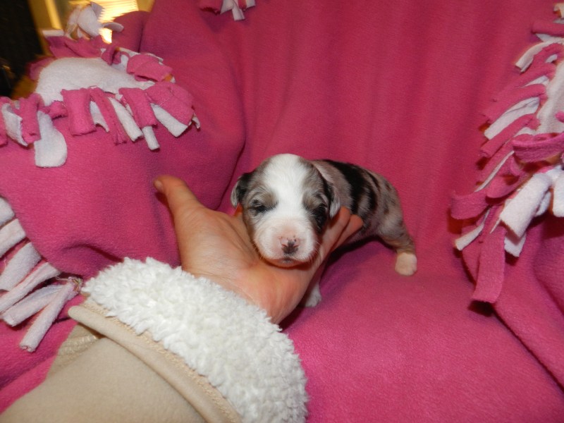 Happy Blue Merle Female