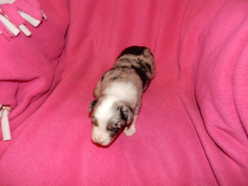 Happy Blue Merle Female