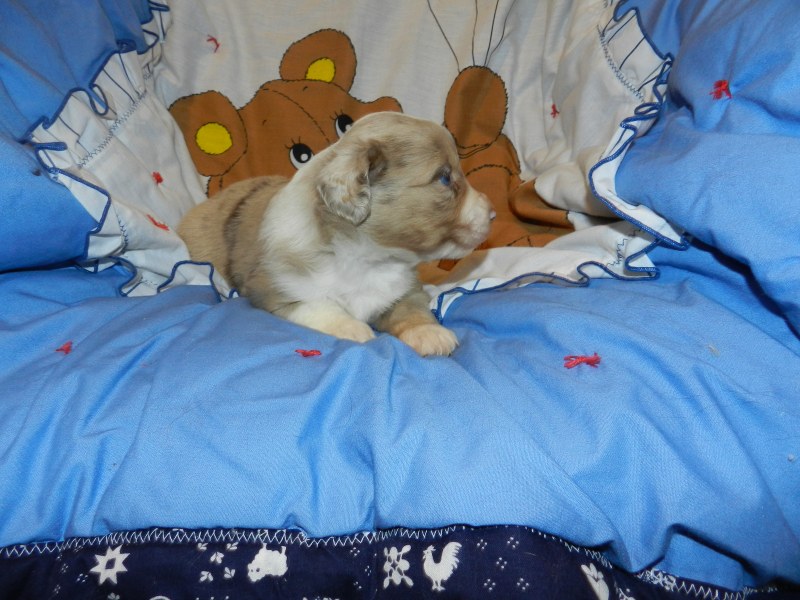 Peeps Red Merle Male