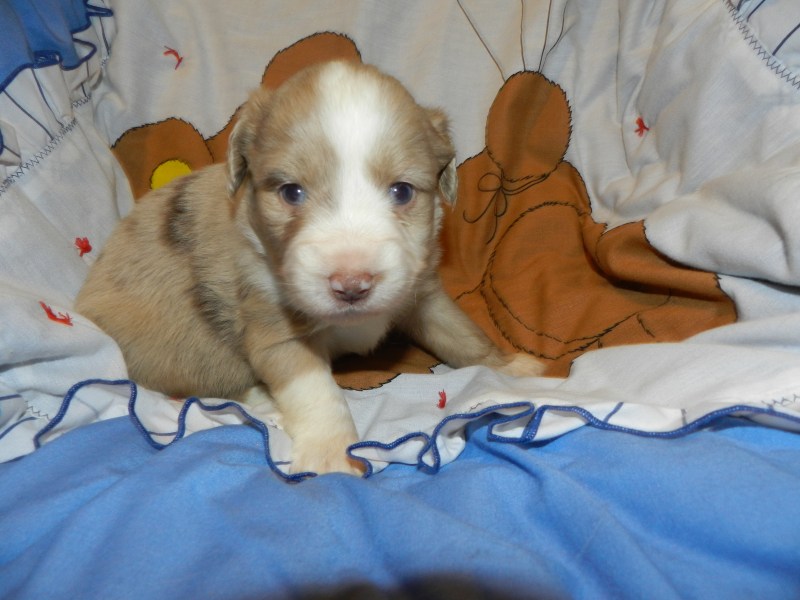 Peeps Red Merle Male
