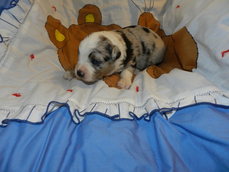 Sleepy Blue Merle Male