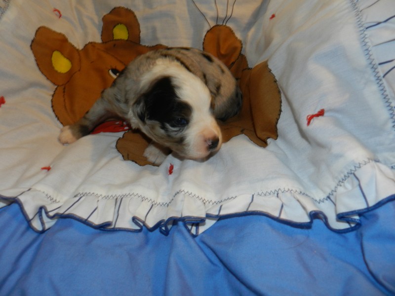 Sleepy Blue Merle Male