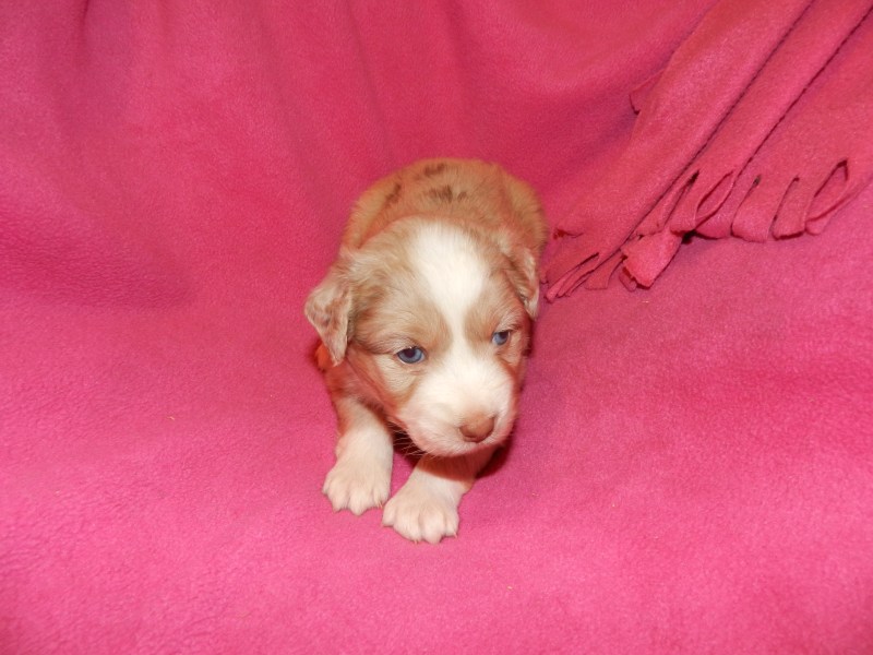 Sunday Red Merle Female