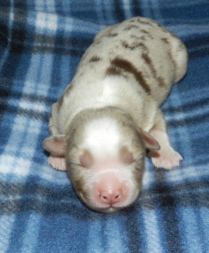 A sleeping puppy with light-colored fur and distinctive spots, resting on a blue plaid blanket.