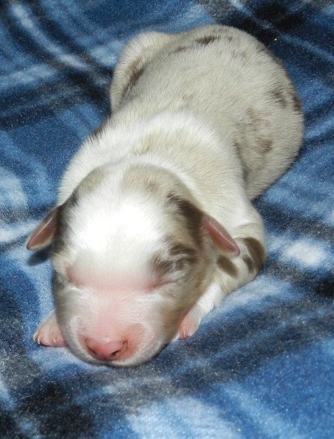 A small, sleeping puppy with a light-colored coat and distinctive markings, resting on a blue and white patterned blanket.
