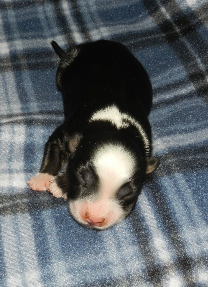 A small black and white puppy lying peacefully on a blue plaid blanket.