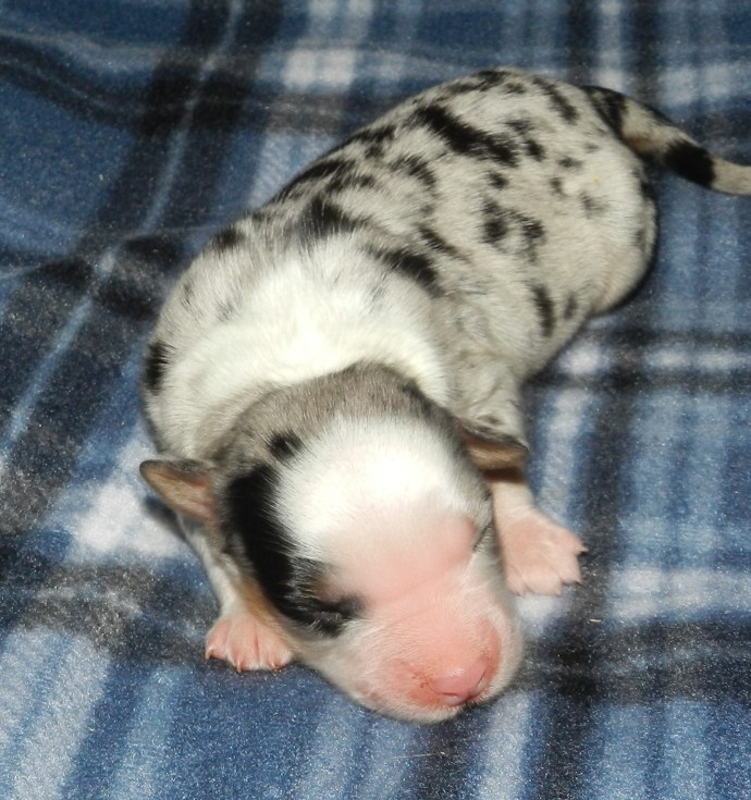 A small, sleeping puppy with a merle coat pattern resting on a blue plaid blanket.