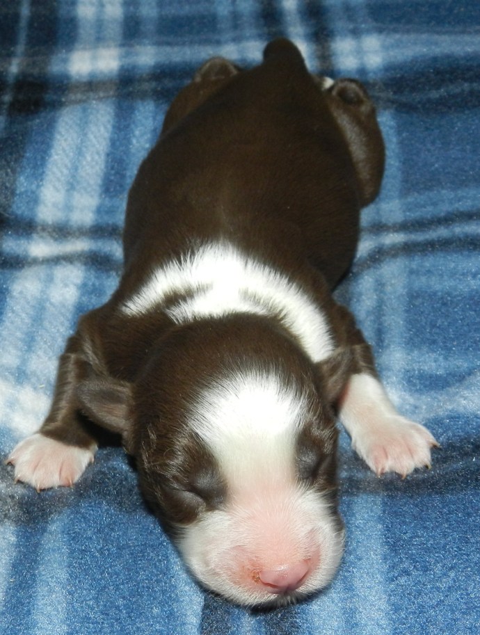 A small brown and white puppy sleeping on a blue plaid blanket.