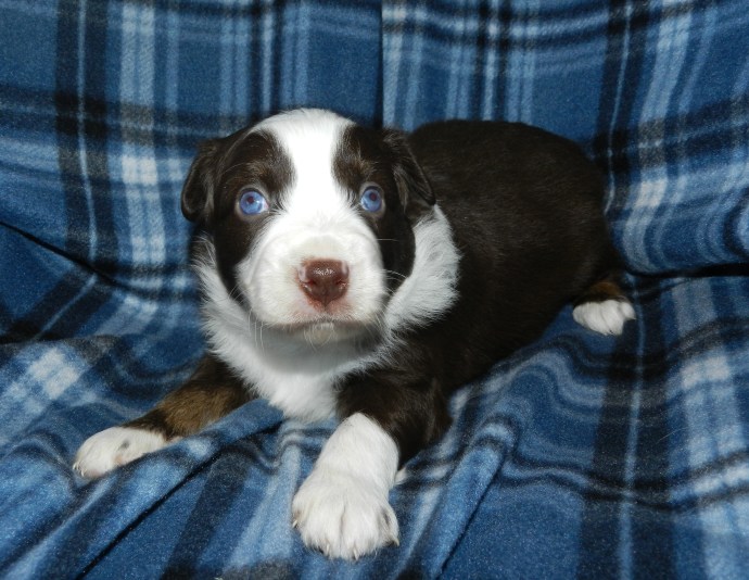 A brown and white puppy with blue eyes lying on a blue plaid blanket.