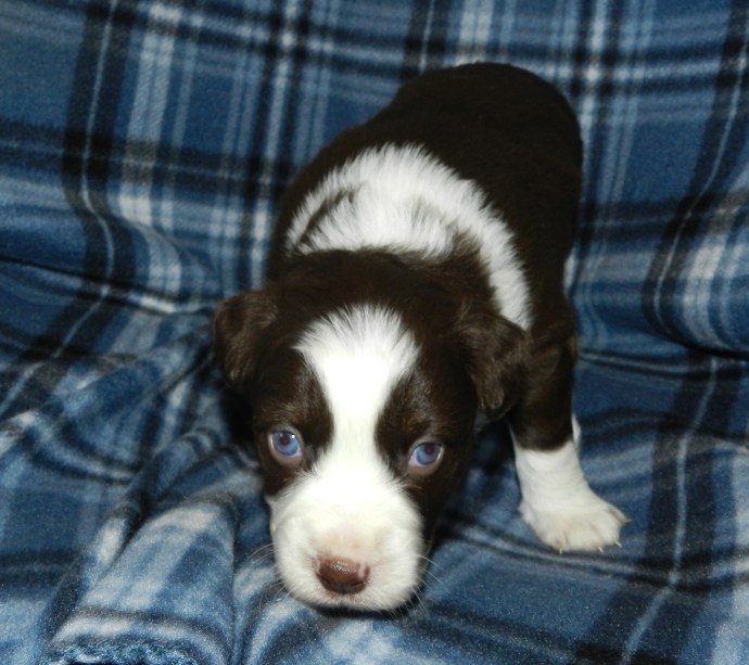 A brown and white puppy with blue eyes sitting on a blue plaid blanket.