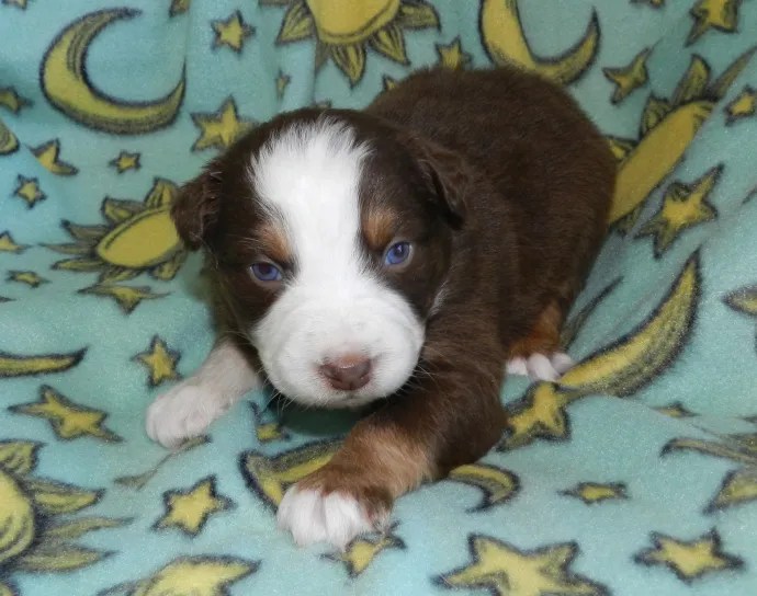 A cute brown and white puppy with blue eyes resting on a star and moon patterned blanket.