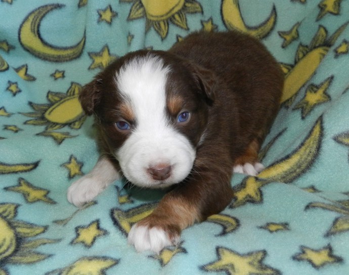 A playful brown puppy with a white patch on its face, resting on a blue blanket decorated with stars and moons.