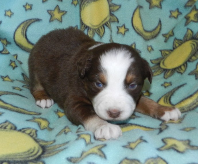 A small brown and white puppy resting on a blue blanket adorned with suns and stars.