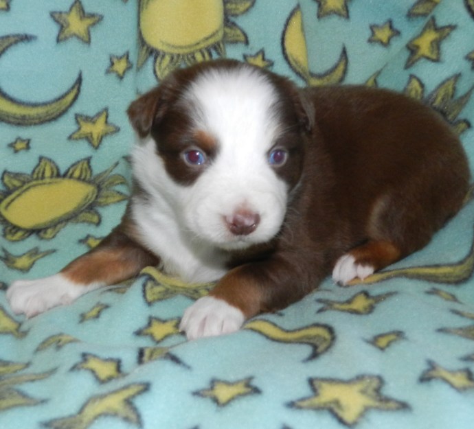 A brown and white puppy lying on a turquoise blanket decorated with stars and moons.
