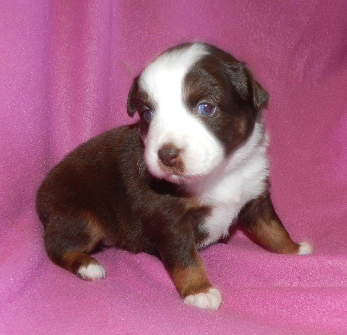 A cute brown and white puppy sitting against a pink background.