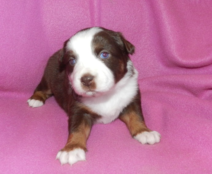 A brown and white puppy with blue eyes sitting on a pink blanket.