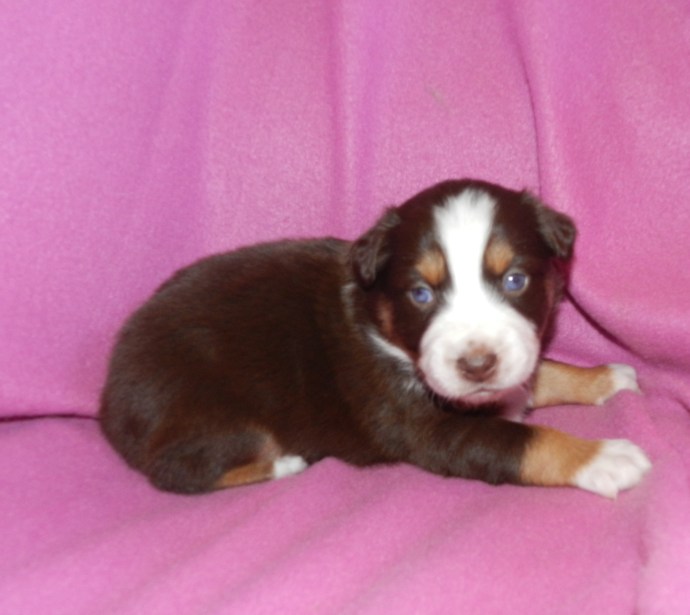 A small brown and white puppy lying on a pink blanket.